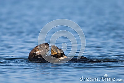 Sea Otter using tools to feed Stock Photo