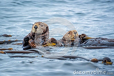 Sea otters in the ocean in Tofino, Vancouver island, British Columbia Canada Stock Photo