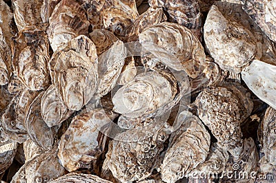 Sea oysters shell background texture. Stock Photo