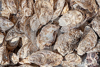 Sea oysters shell texture. Seafood Stock Photo
