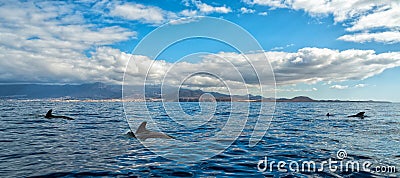 Short-finned pilot whales Stock Photo