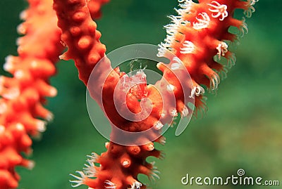 Sea Pen Porcelain Crab Stock Photo