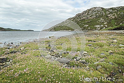 Sea Pink Armeria Maritima along shore Stock Photo