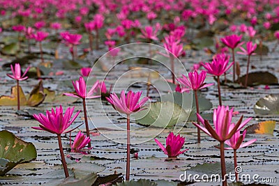 Sea of pink lotus flowers, amazing water lily flowers, symbol of serenity Stock Photo