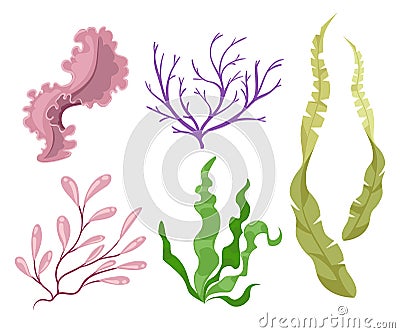 Sea plants and aquatic marine algae Seaweed set illustration. Yellow and brown, red and green aquarium Cartoon Illustration