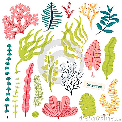 Sea plants and aquatic marine algae. Seaweed set vector illustration isolated on white. Vector Illustration