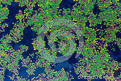 The sea of red lotus press angle, Lake Nong Harn, Udon Thani, Thailand Stock Photo