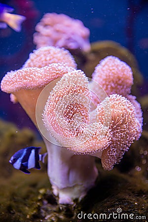 Sea reef - purple giant carpet sea anemone Stichodactyla gigantea Stock Photo