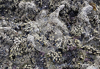 Sea rock full of barnacles, mussels and other mollusks and algae, sea rock texture Stock Photo