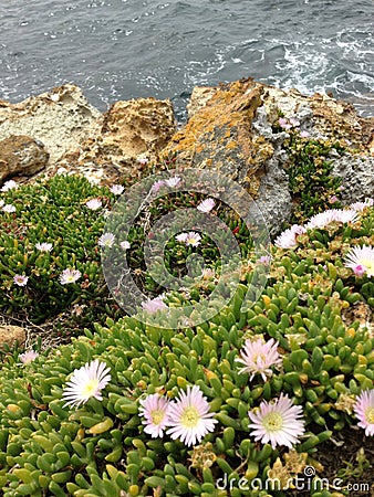 Sea-rock-plants coexist together Stock Photo