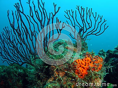 Sea Rod and coral Stock Photo