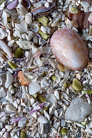 Sea sand with small shells, background Stock Photo