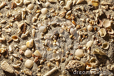 Sea sand with tropical shells Stock Photo