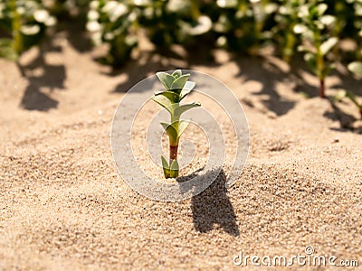 Sea sandwort, Hockenya peploides, growing in sand, Kwade Hoek nature reserve, Goeree, Zuid-Holland, Netherlands Stock Photo