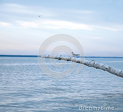 The sea and a seagull Stock Photo