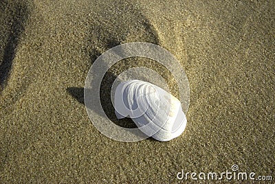 Sea shell Stock Photo