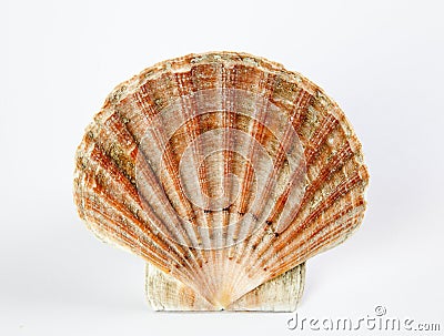 Sea shell Stock Photo