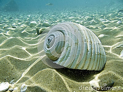 A sea shell Stock Photo