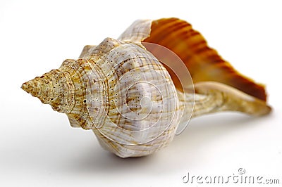 Sea Shell Stock Photo