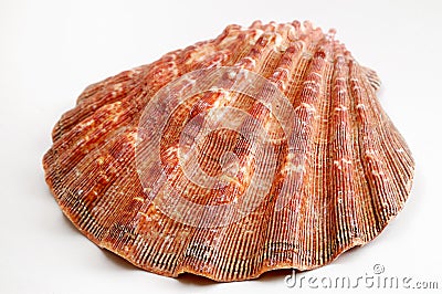 Sea Shell Stock Photo