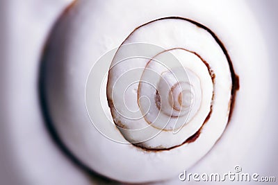 Sea shell Stock Photo