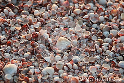 Sea shell background. Beautiful seashell pattern Stock Photo