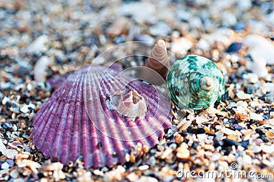 Sea shell Stock Photo