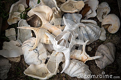 Sea shell on the beach against the background of broken shells. Stock Photo