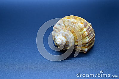 Sea shell on a blue background Stock Photo