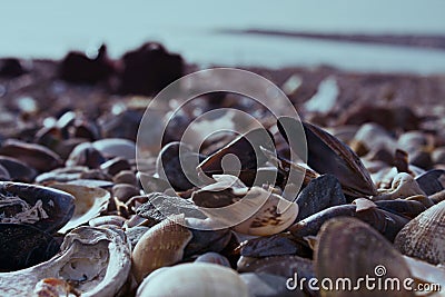 Sea shell with sea and blue sky on background - Image Stock Photo