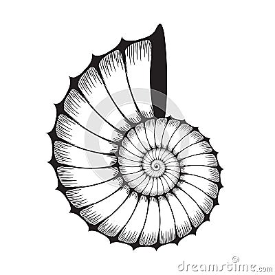 Sea shell Vector Illustration