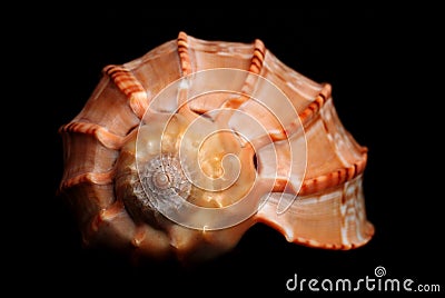 Sea Shell Stock Photo