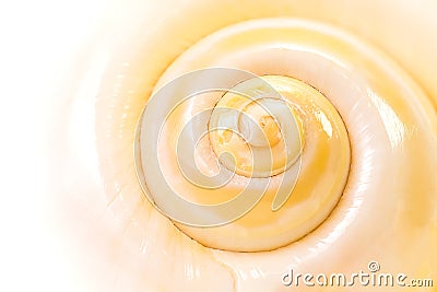 Sea shell Stock Photo