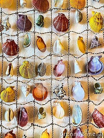 Sea shell Collection Display Stock Photo