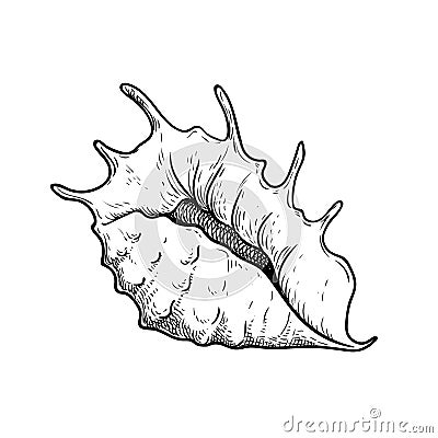 Sea shell conch. Hand drawn sketch style illustration. Best for summer and beach holidays designs. Vector drawing Vector Illustration