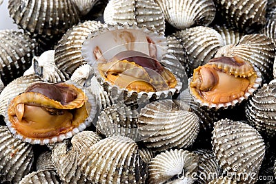 Sea shell for food 1. Stock Photo