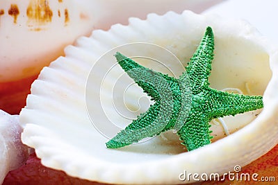 Sea shell Stock Photo