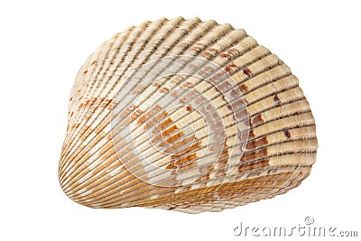 Sea shell. Huge ocean seashell. Wildlife beach shells empty of molluscs. Macro High resolution photo. Stock Photo