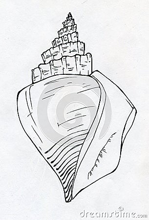 Sea shell ink sketch Stock Photo