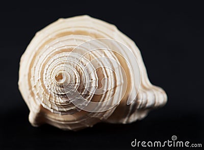 Sea shell isolated in black,Marine sea shell in a studio setting against a dark background. Sea shell from collection. Exotic Stock Photo