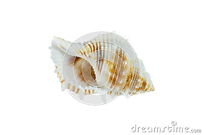 Sea shell Stock Photo