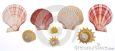 Sea Shell Isolated on White Stock Photo