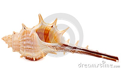 Sea Shell Isolated on White Background Stock Photo