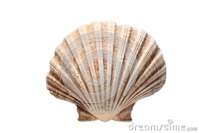 Sea shell isolated on white background with copy space for your text Stock Photo