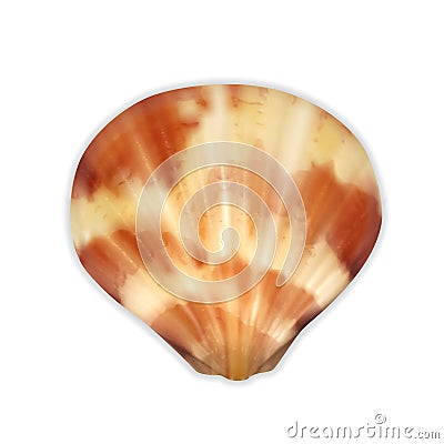 Sea shell Vector Illustration