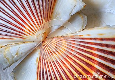 Sea Shell Scallop Fan Pattern Stock Photo