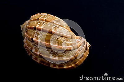 Sea Shell Macro Stock Photo