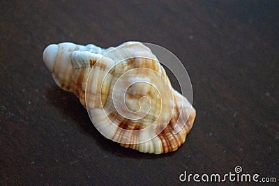 Sea Shell Images Stock Photo