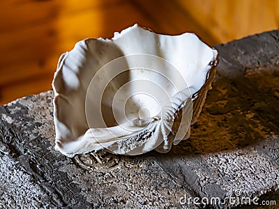 Sea shell pearl on the table in the shade Stock Photo