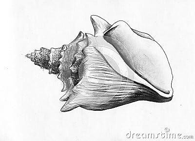 Sea shell - pencil drawing Stock Photo